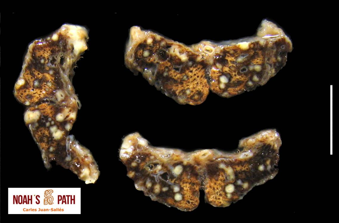 Galerías de imágenes